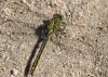 Gomphus pulchellus